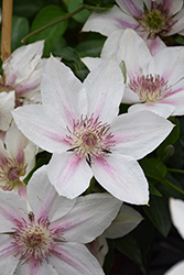 Corinne Clematis (Clematis 'Evipo063') at Peter Knippel Garden Centre