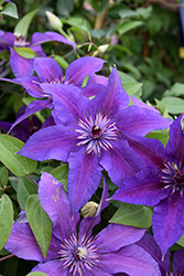 Edda Clematis (Clematis 'Evipo074') at Peter Knippel Garden Centre