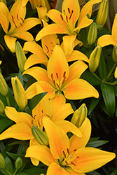 Lily Looks Tiny Bee Lily (Lilium 'Tiny Bee') at Peter Knippel Garden Centre