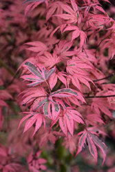 Geisha Gone Wild Japanese Maple (Acer palmatum 'Geisha Gone Wild') at Lakeshore Garden Centres