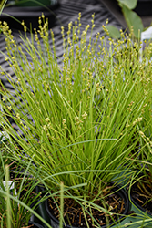 Eastern Star Sedge (Carex radiata) at Peter Knippel Garden Centre