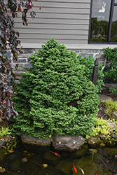Dwarf Serbian Spruce (Picea omorika 'Nana') at Peter Knippel Garden Centre