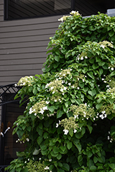 Climbing Hydrangea (Hydrangea anomala 'var. petiolaris') at Green Thumb Garden Centre