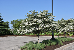Thornless Cockspur Hawthorn (Crataegus crus-galli 'Inermis') at Lakeshore Garden Centres