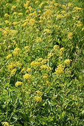 Golden Alexander (Zizia aurea) at Green Thumb Garden Centre