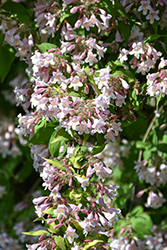 Beautybush (Kolkwitzia amabilis) at Peter Knippel Garden Centre