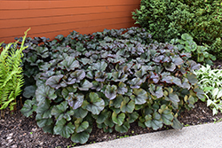 Britt Marie Crawford Rayflower (Ligularia dentata 'Britt Marie Crawford') at Peter Knippel Garden Centre