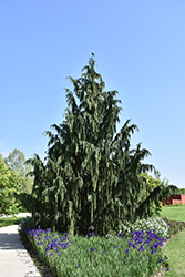 Weeping Nootka Cypress (Chamaecyparis nootkatensis 'Pendula') at Peter Knippel Garden Centre