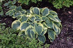 Northern Exposure Hosta (Hosta 'Northern Exposure') at Lakeshore Garden Centres