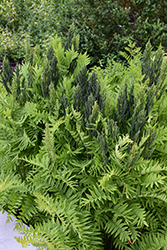 Royal Fern (Osmunda regalis) at Green Thumb Garden Centre