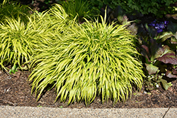 All Gold Hakone Grass (Hakonechloa macra 'All Gold') at Peter Knippel Garden Centre