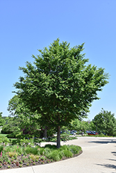 Triumph Elm (Ulmus 'Morton Glossy') at Lakeshore Garden Centres