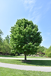 Black Maple (Acer nigrum) at Lakeshore Garden Centres