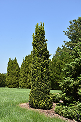 Viridis Yew (Taxus x media 'Viridis') at Lakeshore Garden Centres