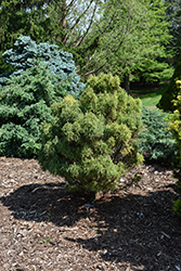 Vercurve White Pine (Pinus strobus 'Vercurve') at Lakeshore Garden Centres
