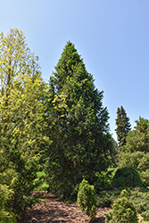 Columnar Norway Spruce (Picea abies 'Cupressina') at Peter Knippel Garden Centre