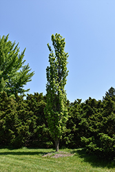 Prairie Sentinel Hackberry (Celtis occidentalis 'JFS-KSU1') at Peter Knippel Garden Centre