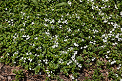 Whitewater Speedwell (Veronica peduncularis 'Whitewater') at Lakeshore Garden Centres