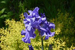 Speeding Again Iris (Iris 'Speeding Again') at Lakeshore Garden Centres