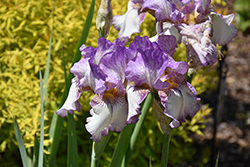 Autumn Tryst Iris (Iris 'Autumn Tryst') at Lakeshore Garden Centres