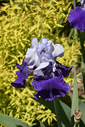 Best Bet Iris (Iris 'Best Bet') at Lakeshore Garden Centres