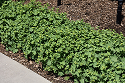 Gold Strike Lady's Mantle (Alchemilla 'Gold Strike') at Peter Knippel Garden Centre
