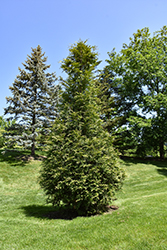 Virginian Arborvitae (Thuja 'Virginian') at Lakeshore Garden Centres
