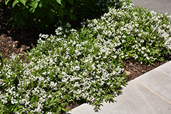 Chardonnay Pearls Deutzia (Deutzia gracilis 'Duncan') at Peter Knippel Garden Centre