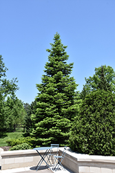 White Fir (Abies concolor) at Peter Knippel Garden Centre