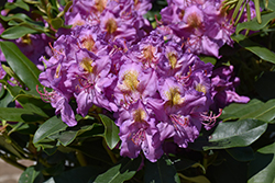 Dandy Man Purple Rhododendron (Rhododendron 'LAVJ2011') at Peter Knippel Garden Centre