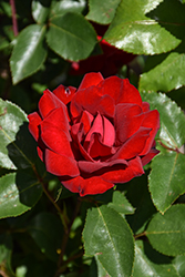 Grace N' Grit Red Rose (Rosa 'Meizygglie') at Lakeshore Garden Centres