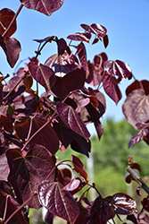 Merlot Redbud (Cercis canadensis 'Merlot') at Lakeshore Garden Centres