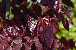 Midnight Express Redbud (Cercis canadensis 'RNI-RCC3') at Lakeshore Garden Centres