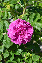 Hansa Rose (Rosa 'Hansa') at Lakeshore Garden Centres