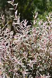 Tricolor Willow (Salix integra 'Hakuro Nishiki') at Peter Knippel Garden Centre