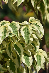 Summer Fun Chinese Dogwood (Cornus kousa 'Summer Fun') at Lakeshore Garden Centres
