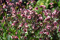 Tempo Rose Avens (Geum 'TNGEUTR') at Lakeshore Garden Centres