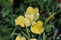 Sunfisher Siberian Iris (Iris sibirica 'Sunfisher') at Lakeshore Garden Centres