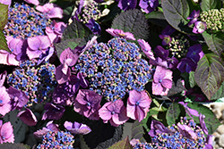 Tuff Stuff Top Fun Hydrangea (Hydrangea serrata 'SMNHSG') at Peter Knippel Garden Centre