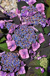 Tuff Stuff Top Fun Hydrangea (Hydrangea serrata 'SMNHSG') at Peter Knippel Garden Centre