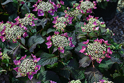 Seaside Serenade Cape May Hydrangea (Hydrangea serrata 'SMMAKF2MT') at Lakeshore Garden Centres