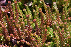 Red Wiggle Stonecrop (Sedum ochroleucum 'Red Wiggle') at Peter Knippel Garden Centre