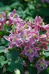 Winky Rose Columbine (Aquilegia 'Winky Rose') at Lakeshore Garden Centres