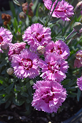 Pop Star Pinks (Dianthus 'Pop Star') at Lakeshore Garden Centres