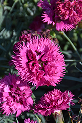 Fruit Punch Spiked Punch Pinks (Dianthus 'Spiked Punch') at Peter Knippel Garden Centre