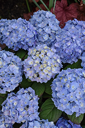 Let's Dance Sky View Hydrangea (Hydrangea 'SMNHSME') at Lakeshore Garden Centres