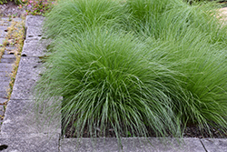 Tara Dropseed (Sporobolus heterolepis 'Tara') at Lakeshore Garden Centres