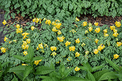 Golden Corydalis (Corydalis lutea) at Lakeshore Garden Centres