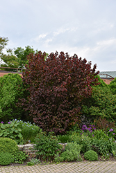 Purple Giant Hazelnut (Corylus maxima 'Purpurea') at Lakeshore Garden Centres