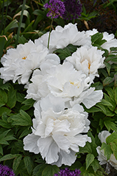 Renkaku Tree Peony (Paeonia suffruticosa 'Renkaku') at Green Thumb Garden Centre